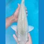 sora ginrin baby face 46cm male