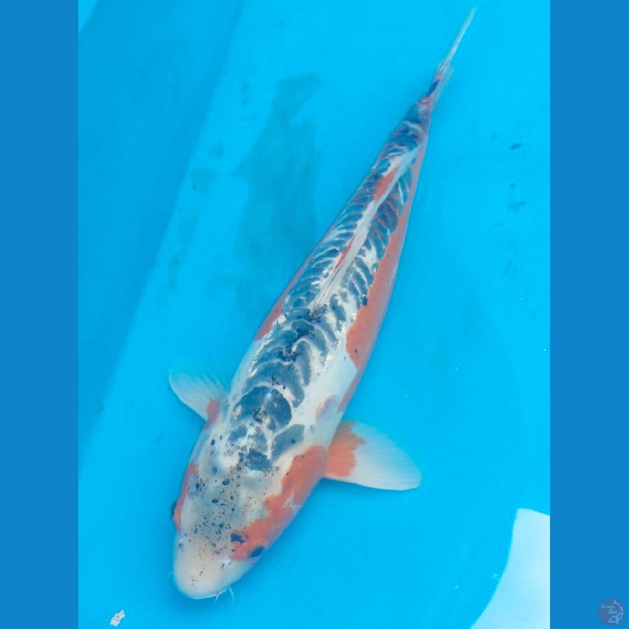 shusui female 60cm