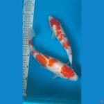 2 kohaku 30.31cm 