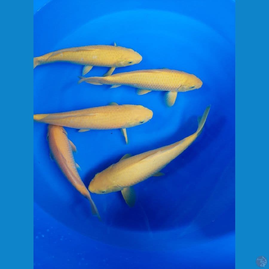 karasi dan karamel f1. 5 ekor