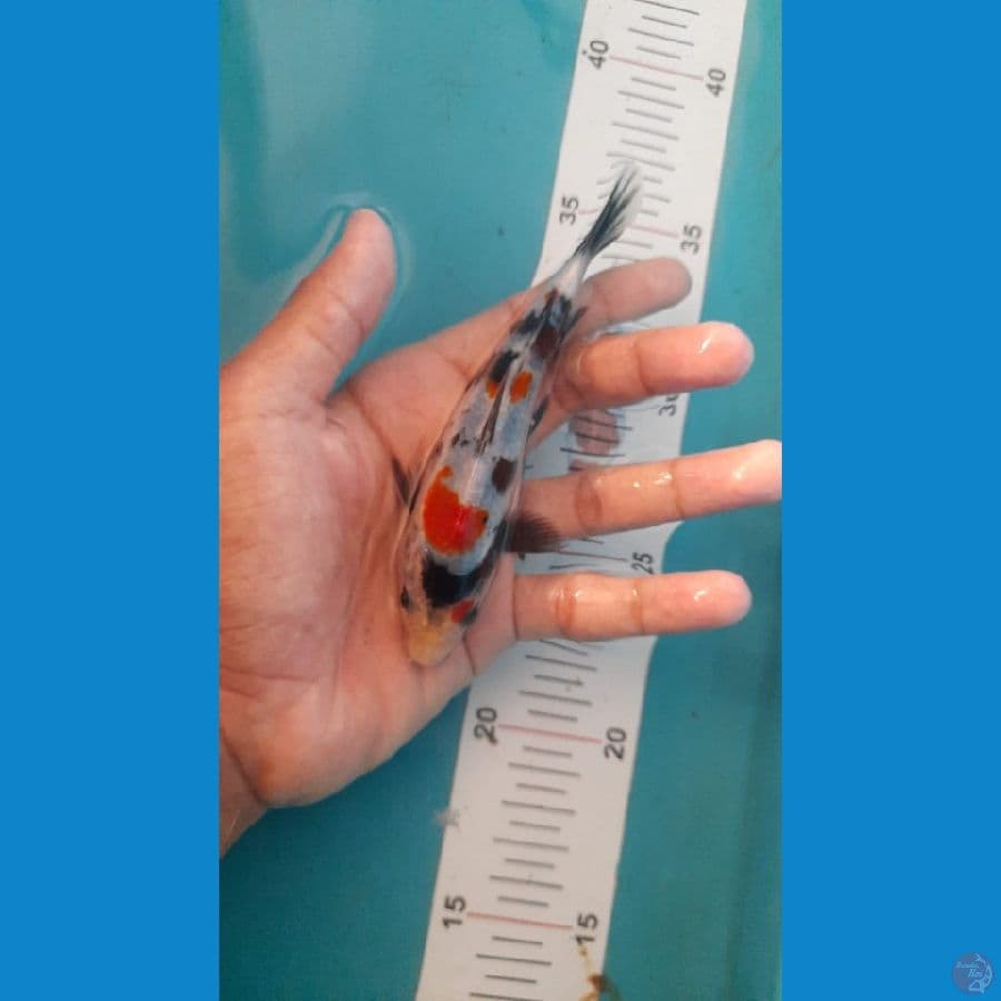 showa 13cm