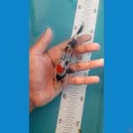 showa 13cm