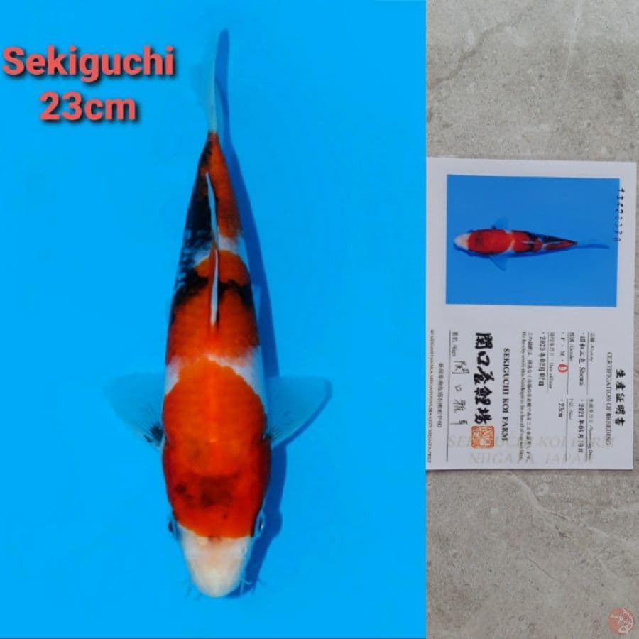 SEKIGUCHI SHOWA 23CM SERTI