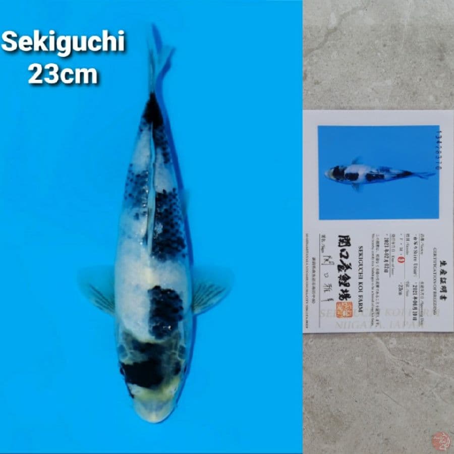 SEKIGUCHI SHIRO 23CM SERTI