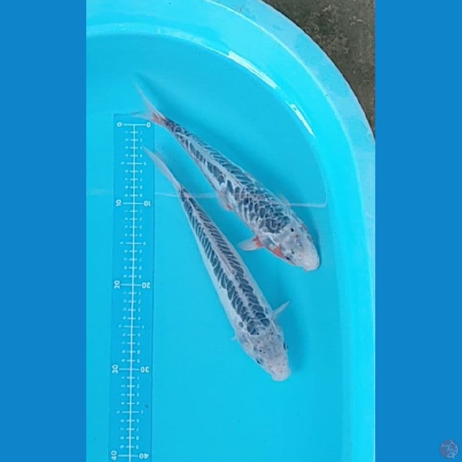 shusui 32-32 cm