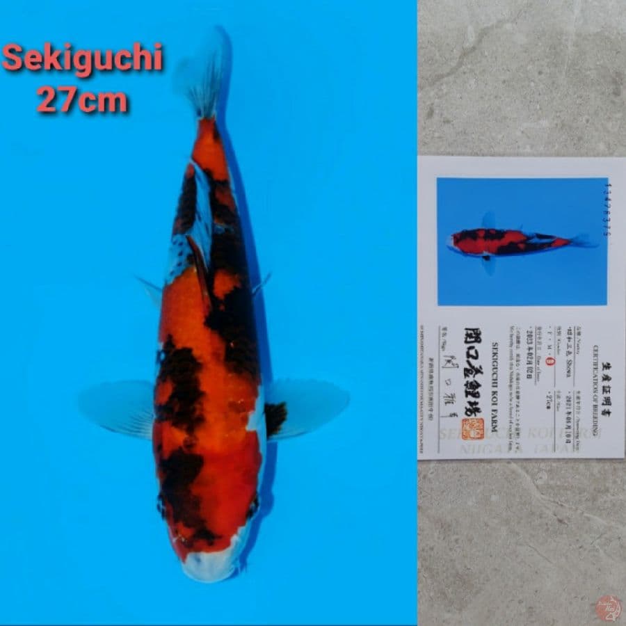 SEKIGUCHI SHOWA 27CM SERTI