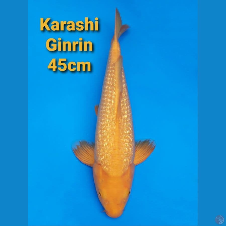 F1 KARAMEL KARASHI GINRIN 45CM JANTAN