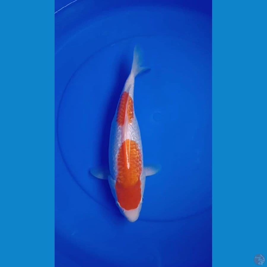 Kohaku Ginrin 30cm