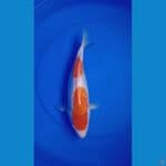 Kohaku Ginrin 30cm