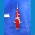 kohaku kucibeni 38 cm male 