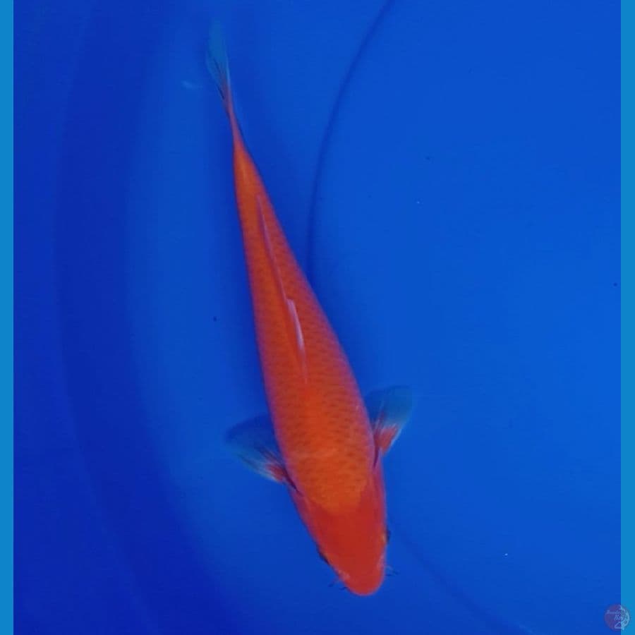 Benigoi 20cm