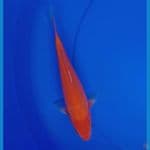 Benigoi 20cm