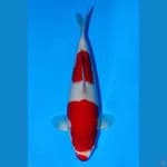 Kohaku - Sakai