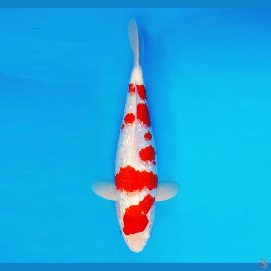 HANAMASA 1 ~ Kohaku Gin Rin 38 cm/fm ™