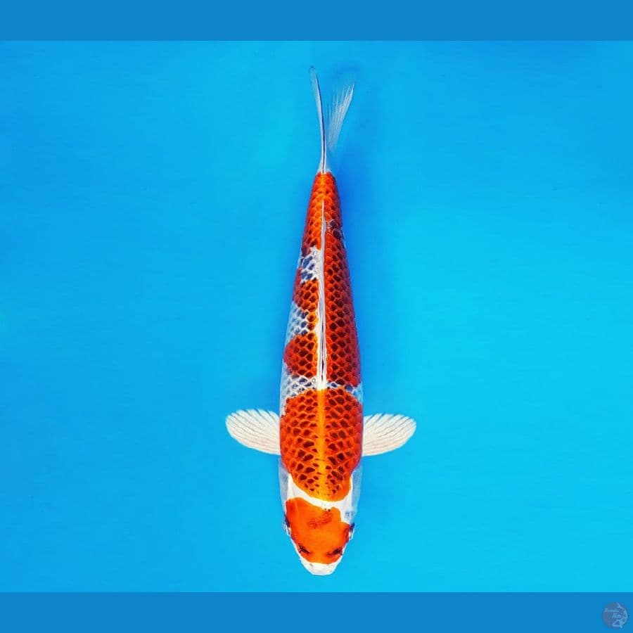HANAMASA 5 ~ Kujaku 31 cm/fm ™
