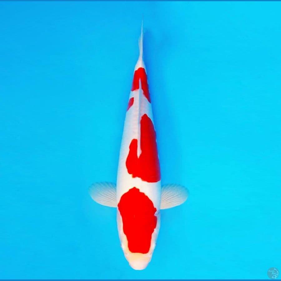 HANAMASA 6 ~ Kohaku Doitsu 35 cm/male ™