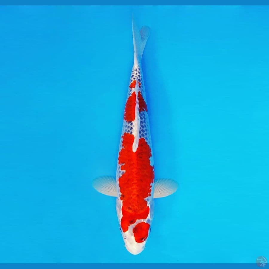 HANAMASA 7 ~ Goshiki 36 cm/male ™