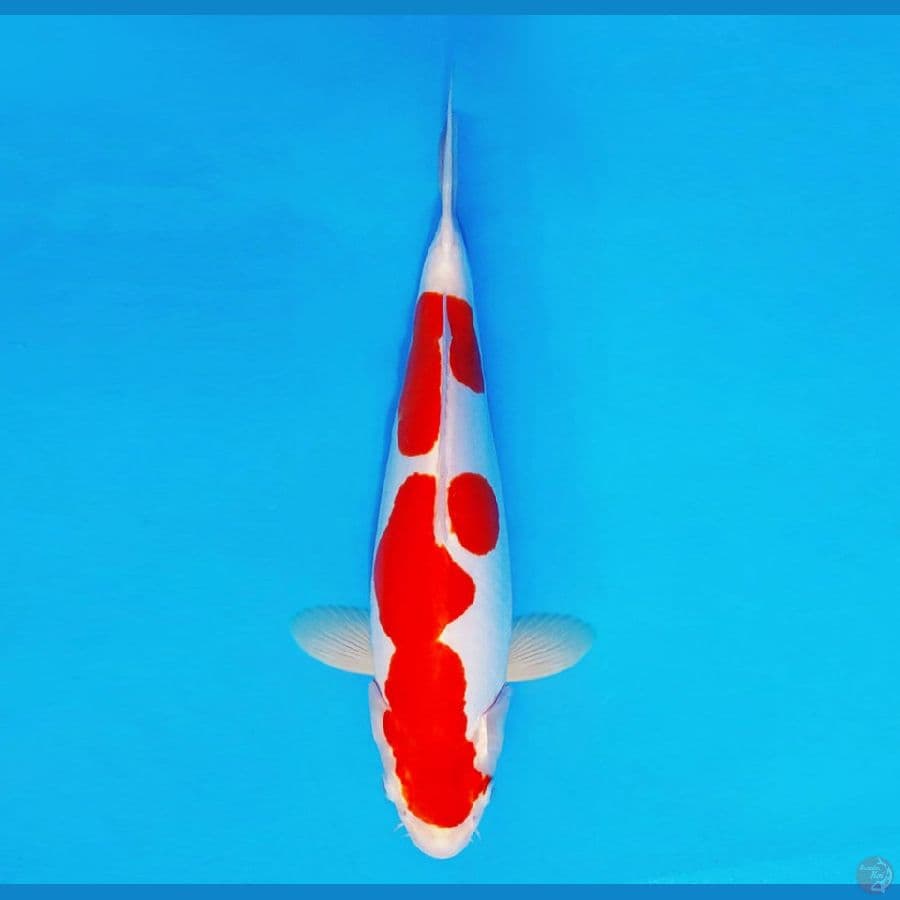 HANAMASA 8 ~ Kohaku Doitsu 36 cm/male ™