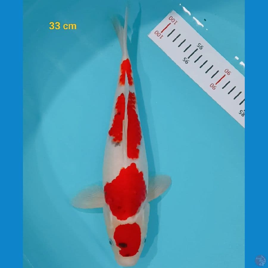 Ai Goromo 33 cm