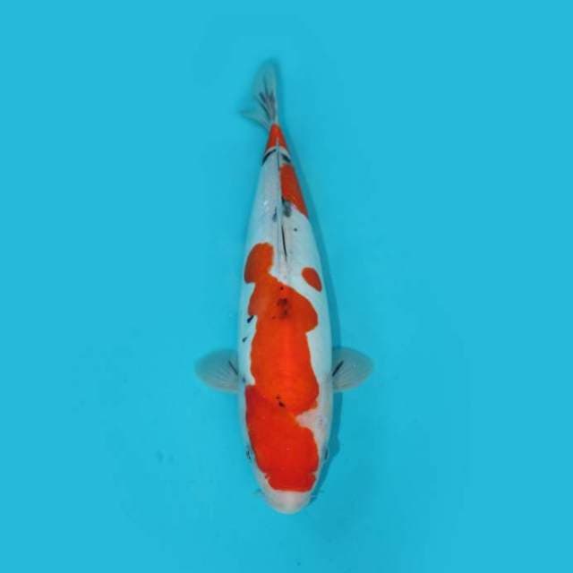 Sanke Doutsu 36cm
