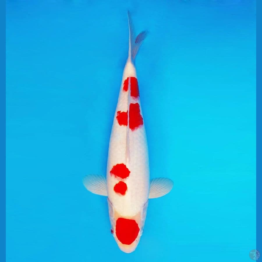 HANAMASA 10 ~ Kohaku 38 cm/male ™