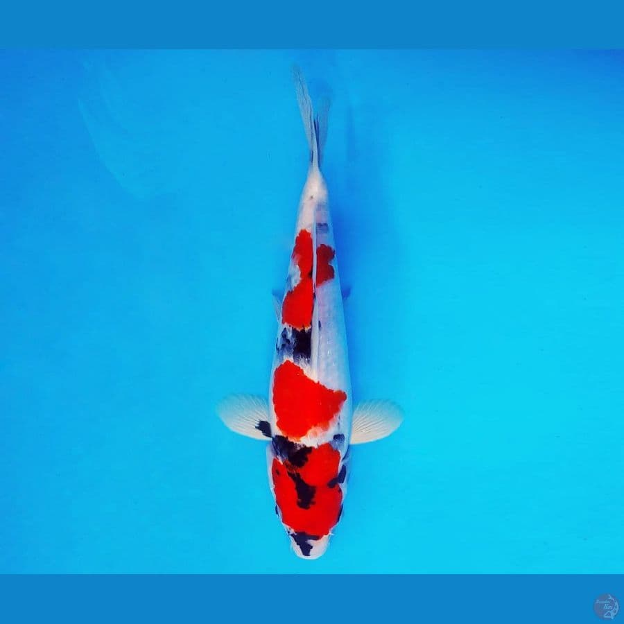 HANAMASA 11 ~ Showa Evolution 28 cm/male ™