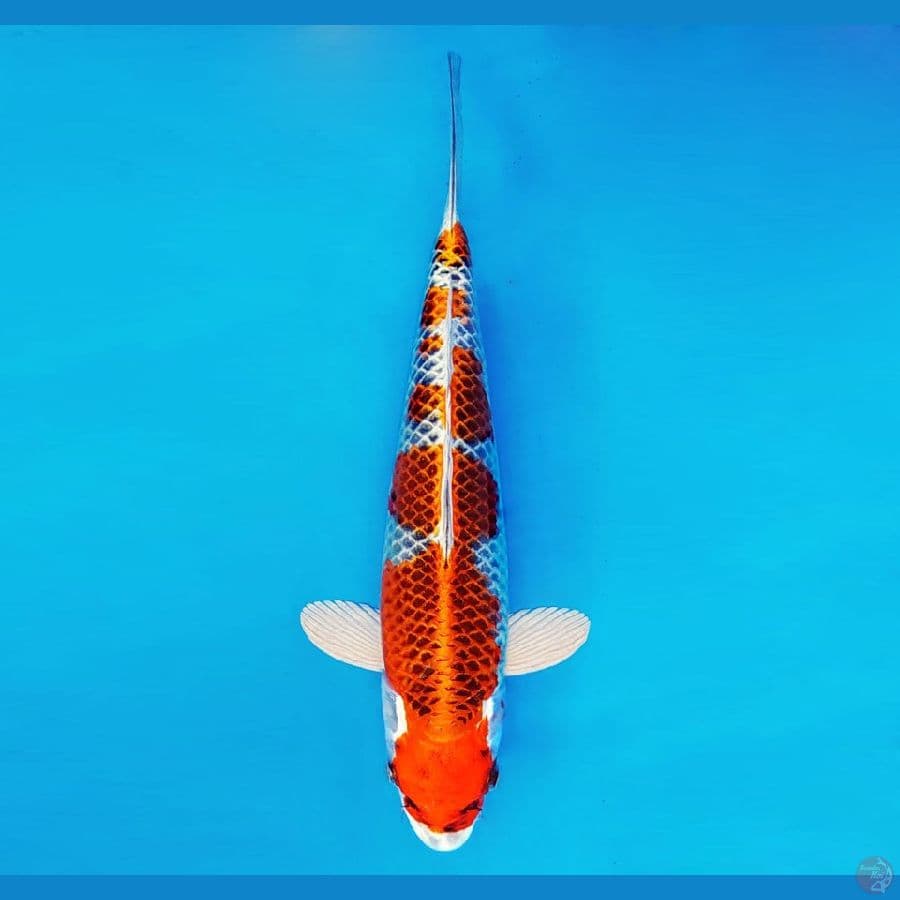 HANAMASA 12 ~ Kujaku 33 cm/male ™