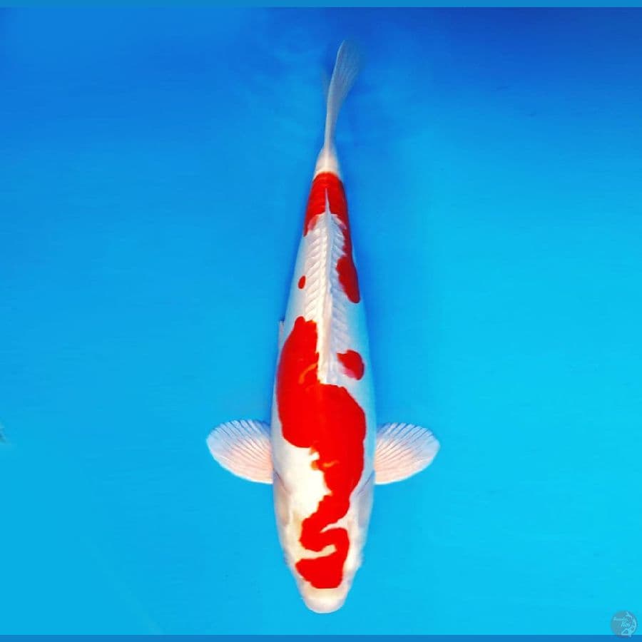 HANAMASA 15 ~ Ki Kushui 40 cm/male ™
