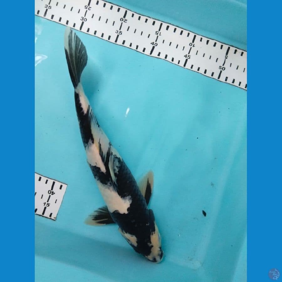 shiro 30cm