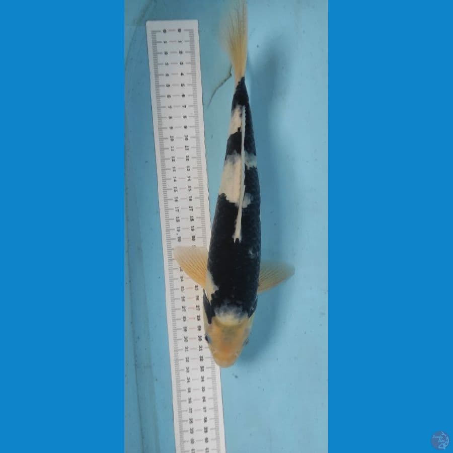 shiro 33cm