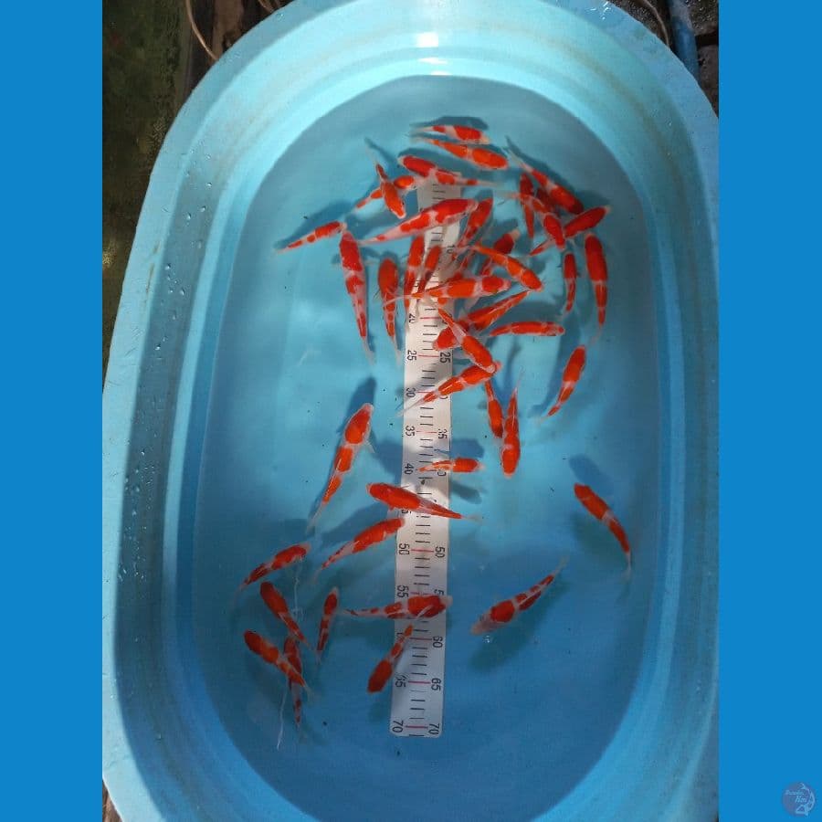 Paket Kohaku 40ekor. 11-19cm