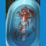 Paket Kohaku 40ekor. 11-19cm