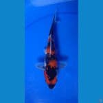 showa bahan kepping 25cm