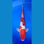 doitshu murni red strong 45 bu