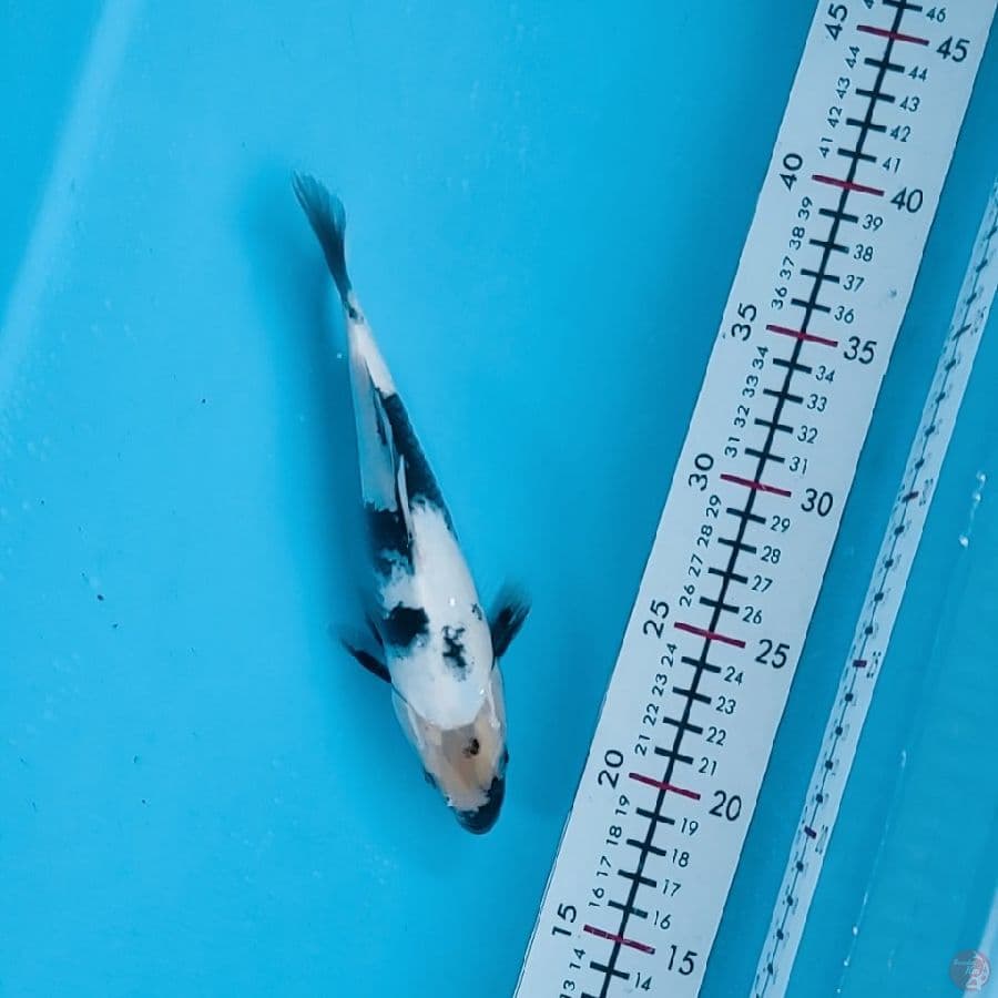 20cm