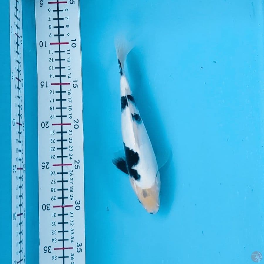 21cm
