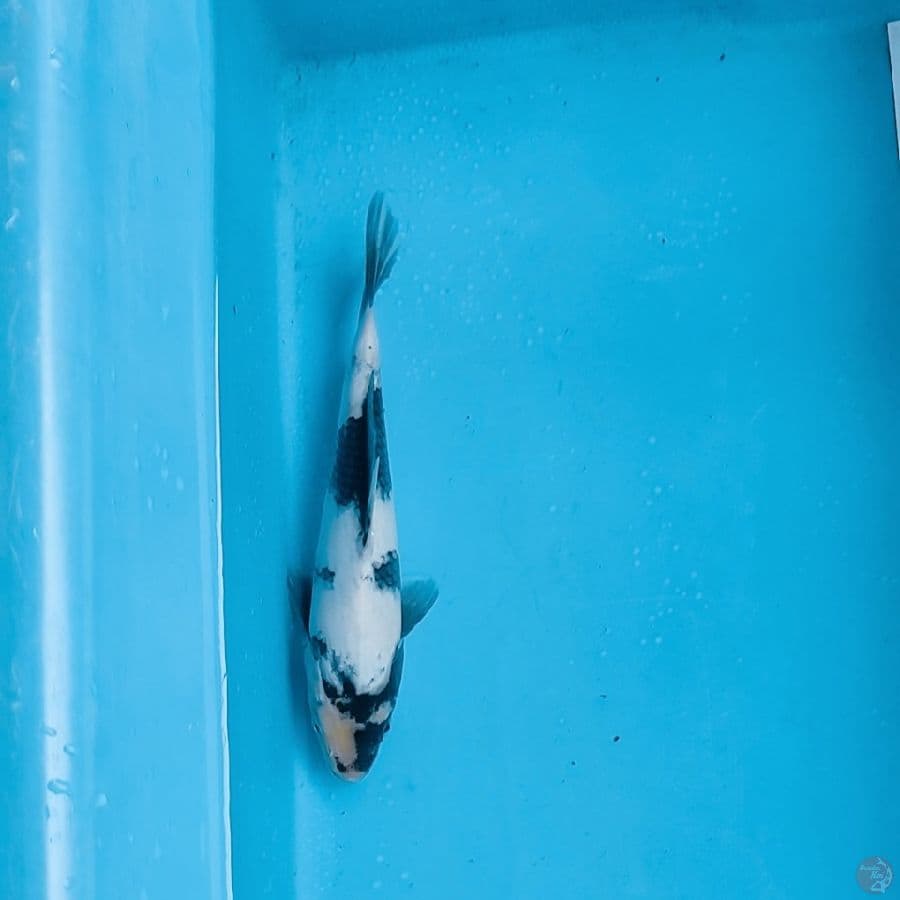 20cm