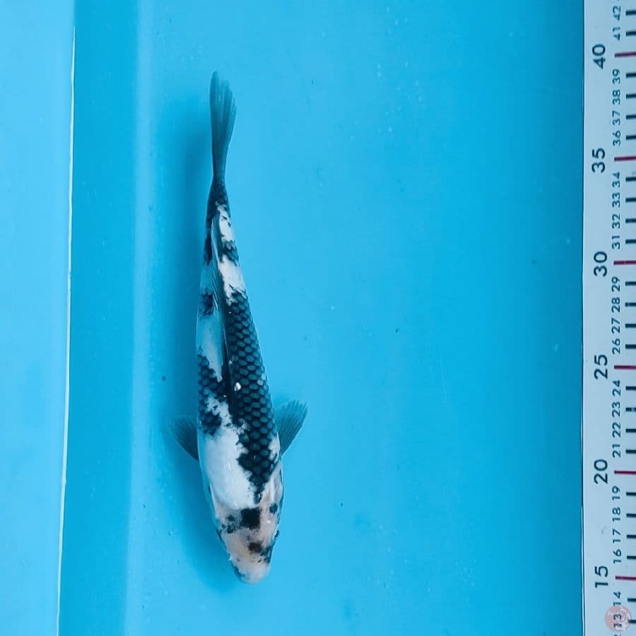 24cm