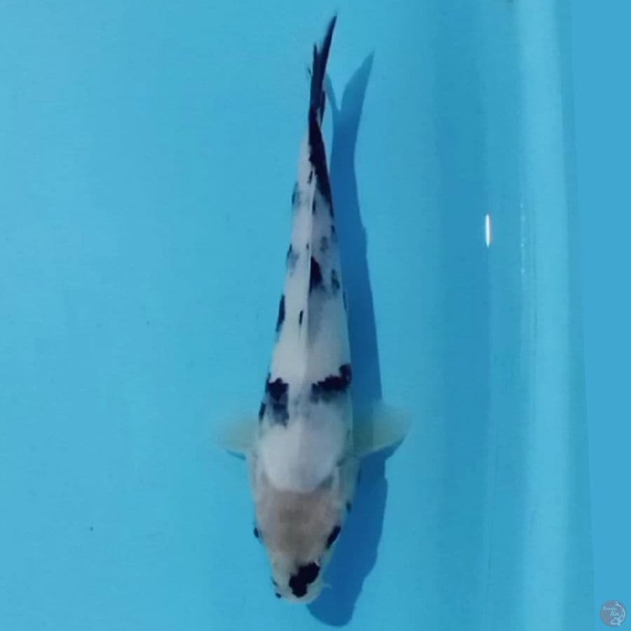 23CM, Tategoi