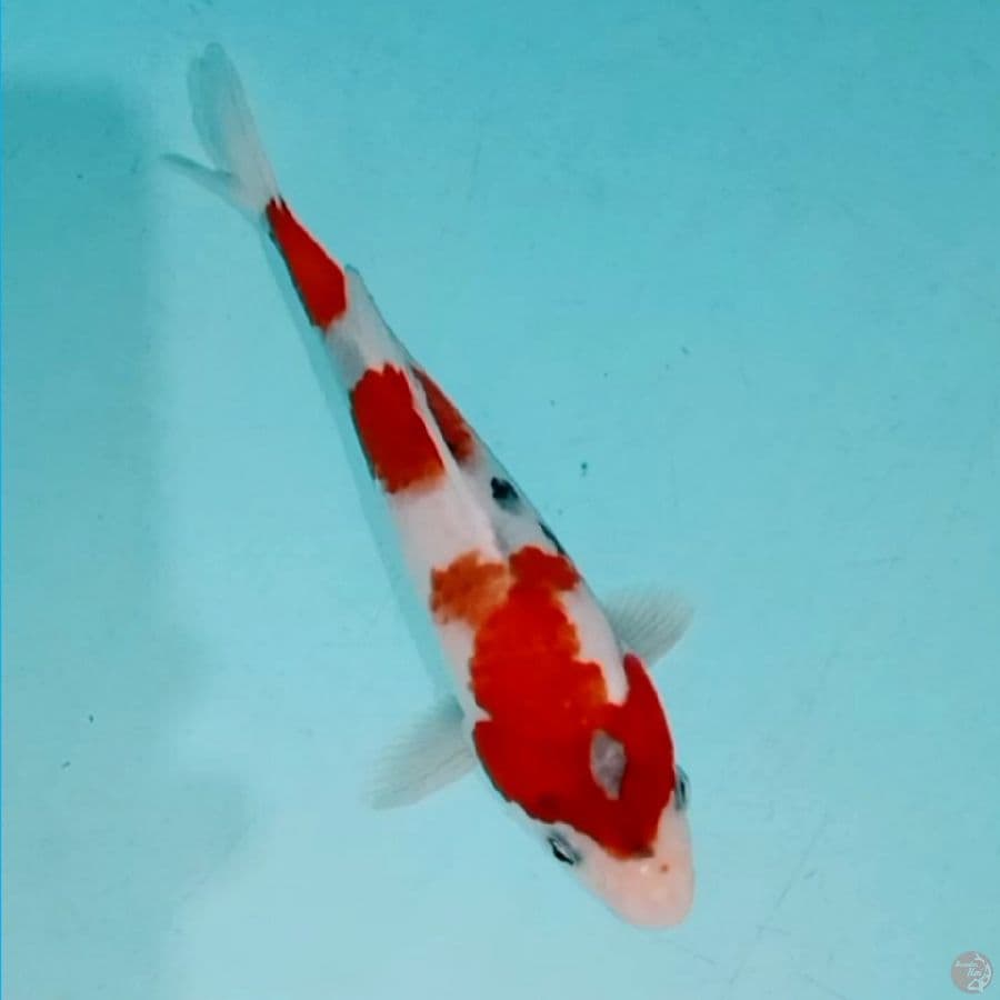 Bahan 20CM