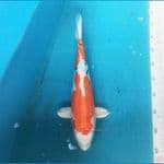 Heise Nishiki 37 cm male