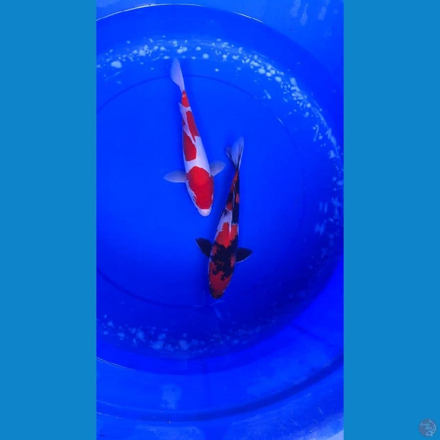 KOHAKU DOITSU & SHOWA STRONG