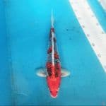 Kujaku 37 cm male