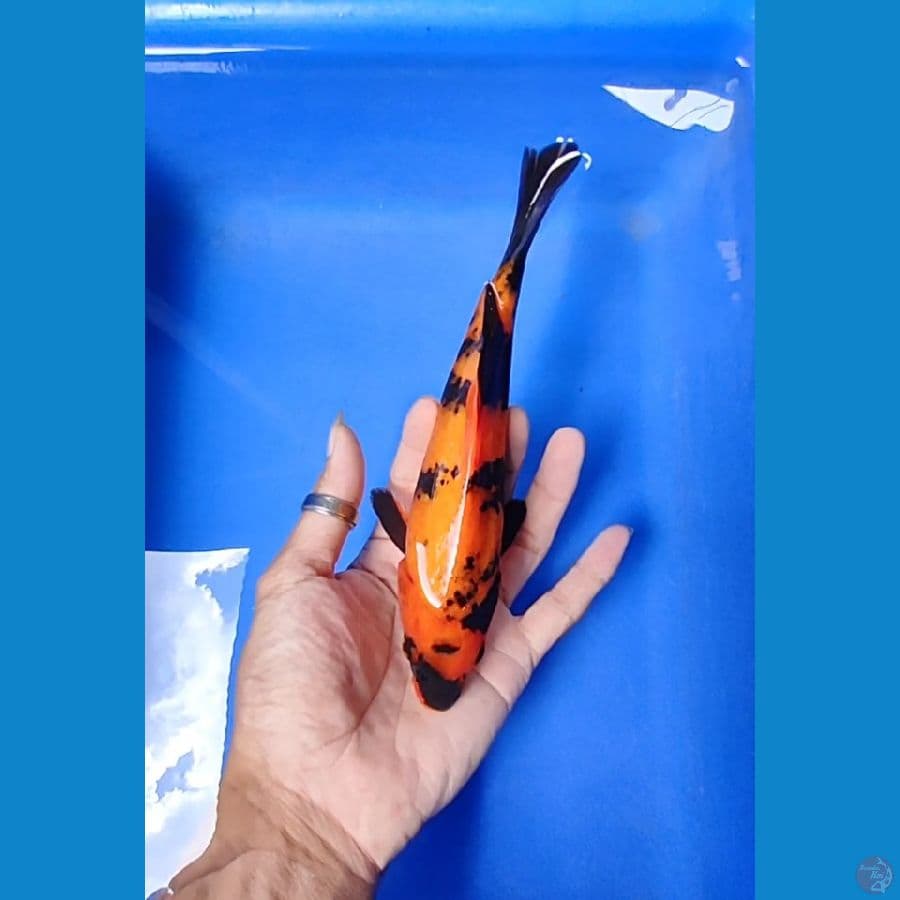 hi utsuri tembus 21 cm