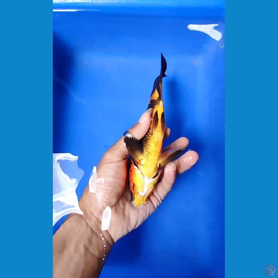 hi utsuri tembus 21 cm