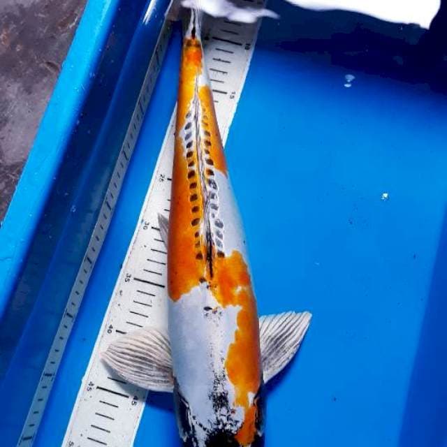 Kikokuryu 52 cm