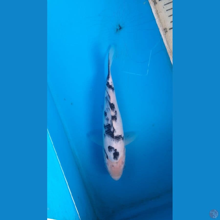bekko