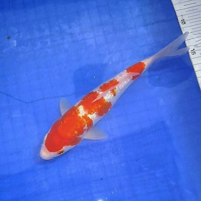 Kohaku ginrin
