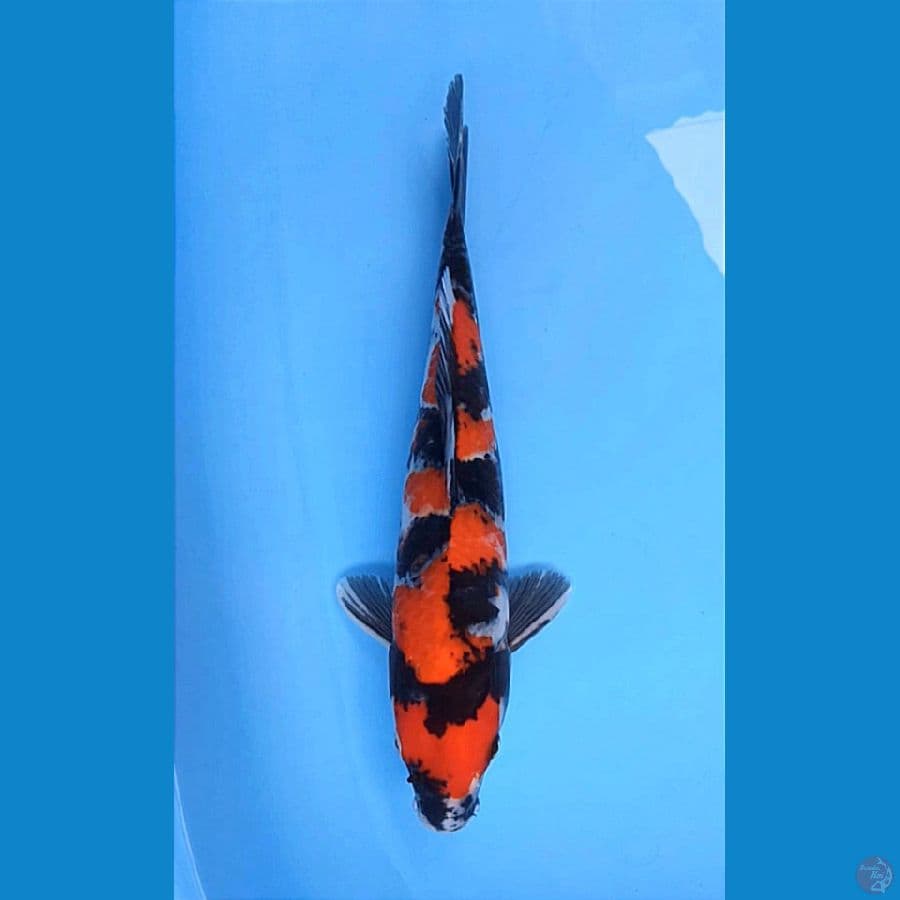 SHOWA BUNGA MAWAR 38CM