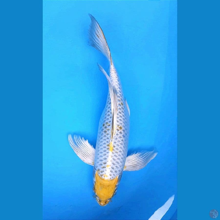KUMPAY MARU KOGANE OCHIBA 39+CM